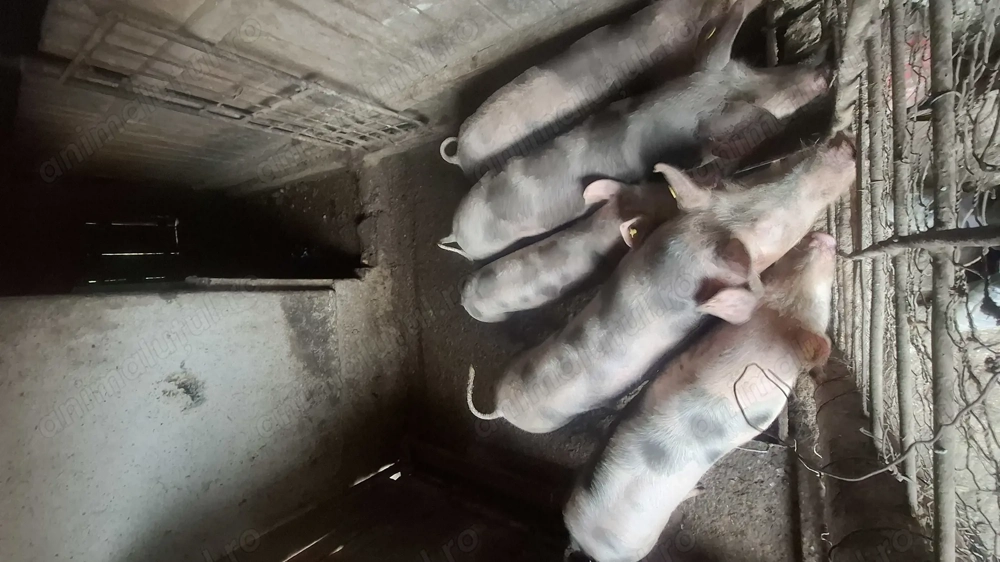 Șoldani de Vânzare 40--55 Kg.