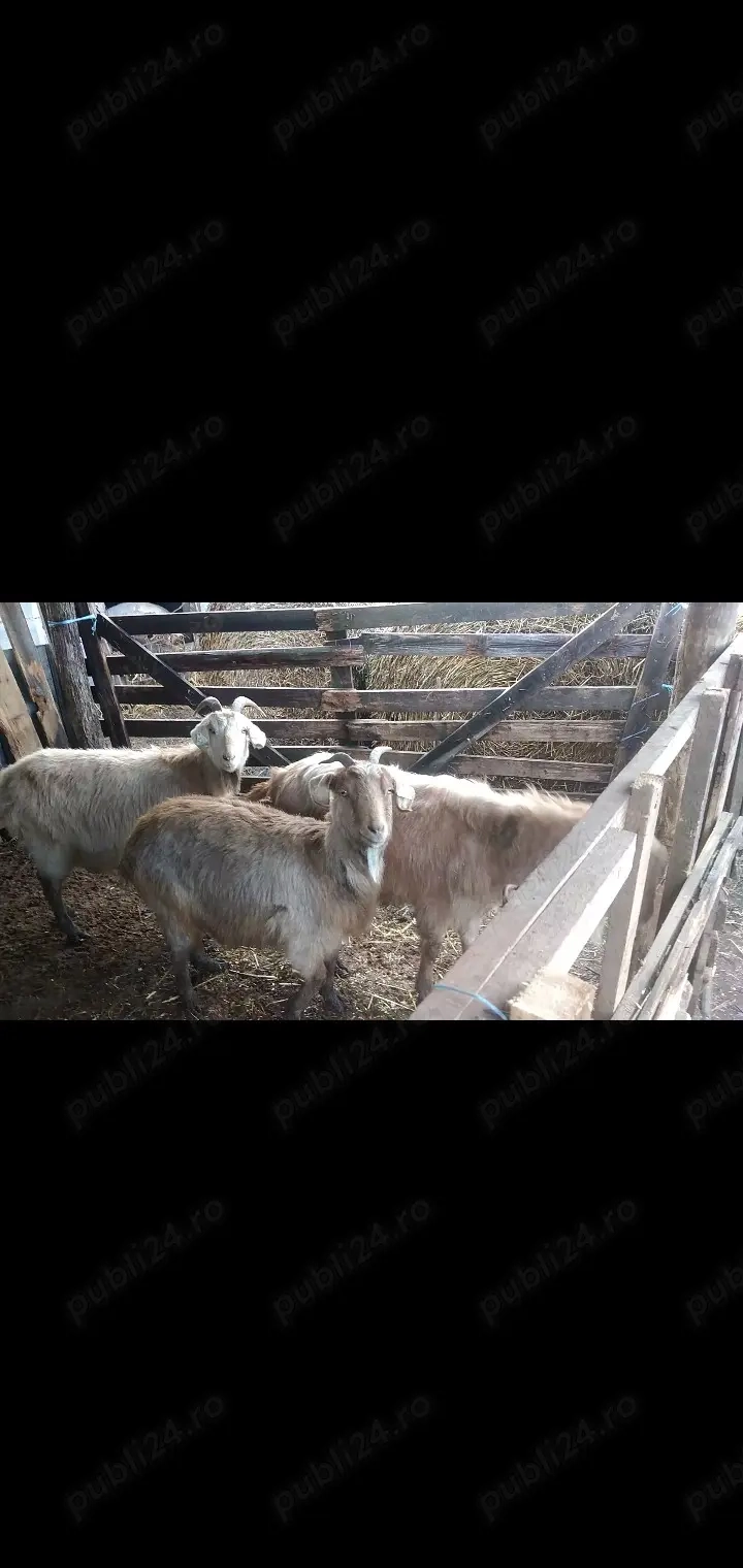 Vând 2 capre la prima și a 2fatare și un țap caprele sunt gestante 