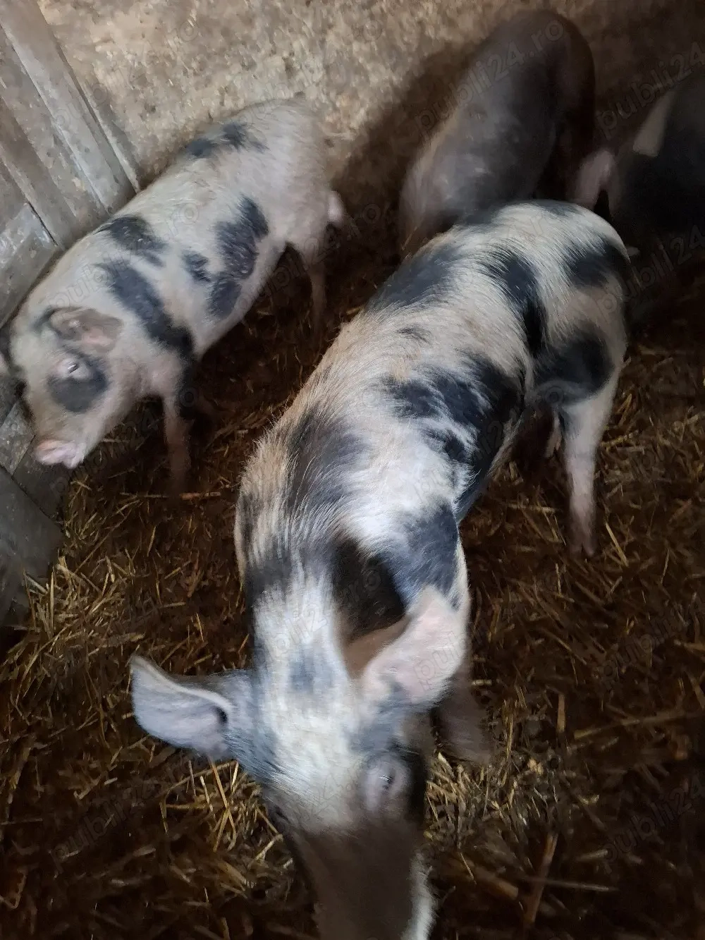 vier pentru monta 80 kg