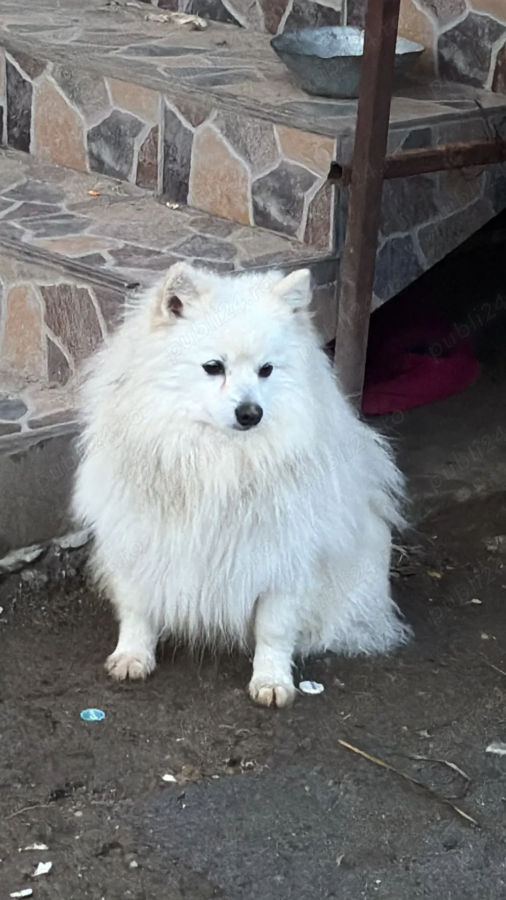 pomeranian spitz