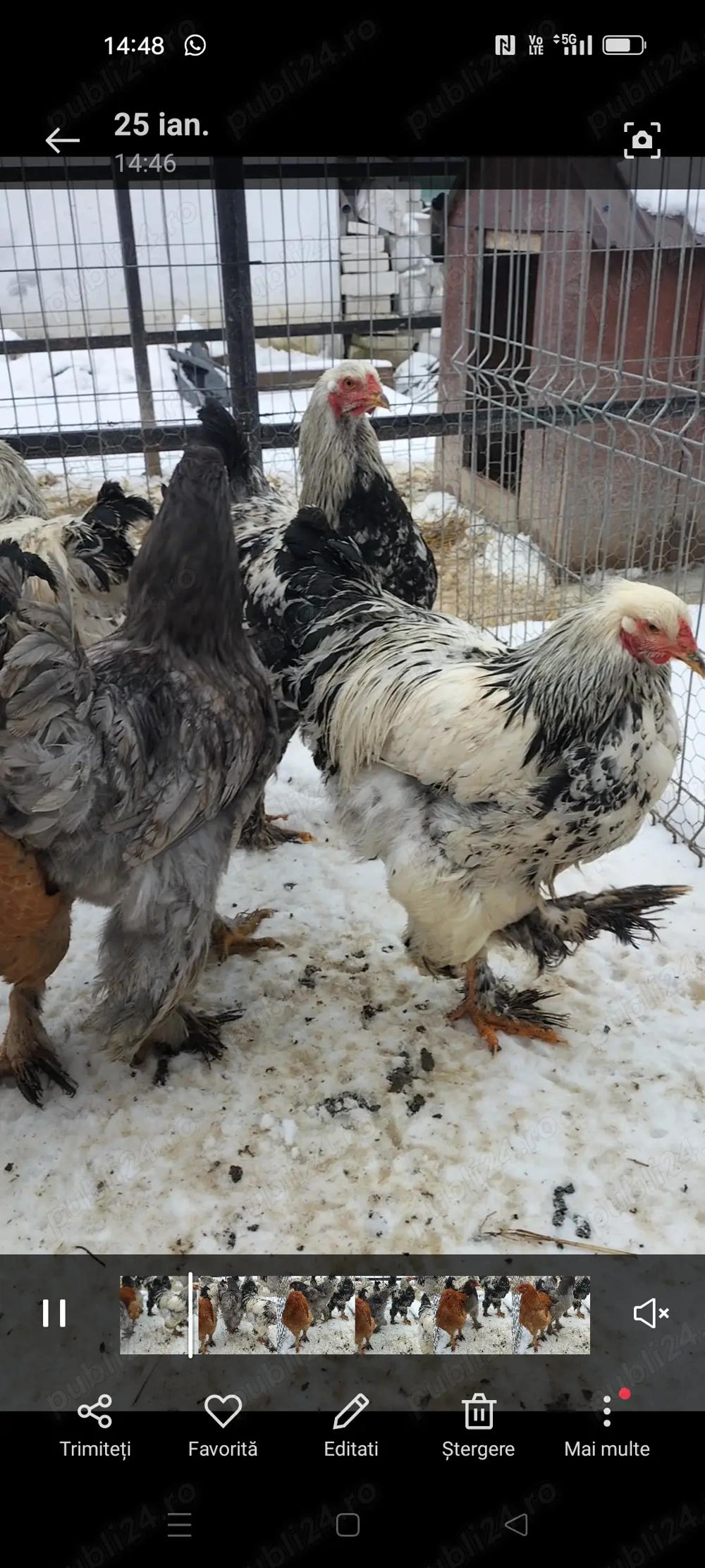 Cocoși brahma și cochinchina 