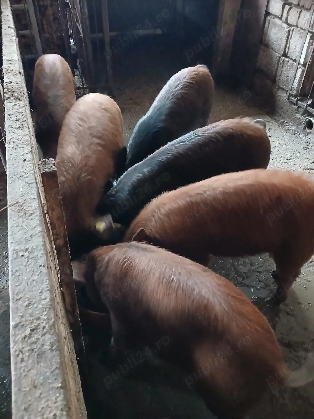 Soldani Bazna si Duroc