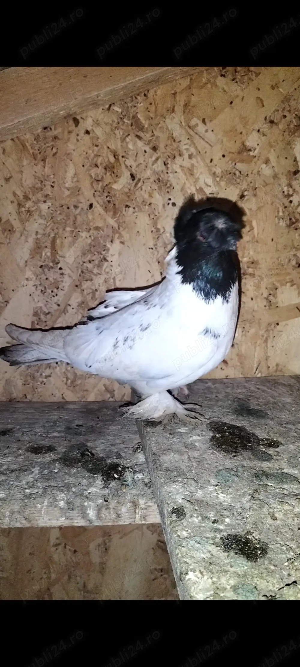 Porumbeii jdb și curcani