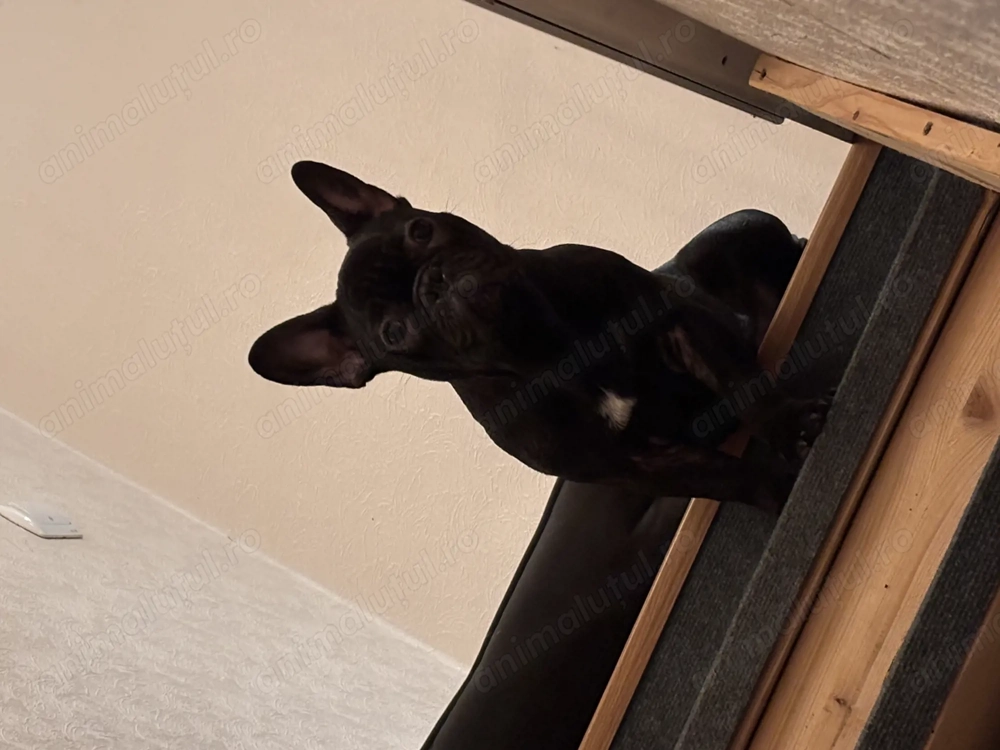 Buldog Francez 6 luni