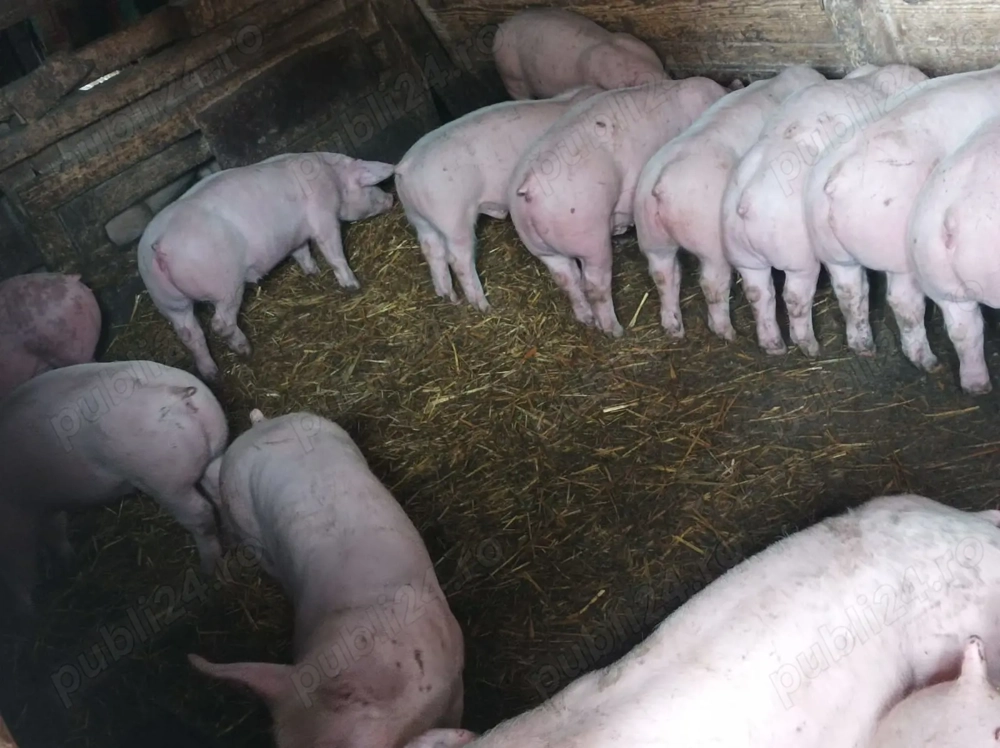 Vând Șoldănei frumoși