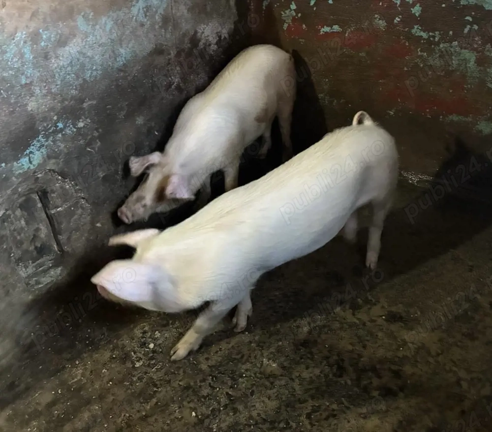 Soldani porci purcei de vanzare