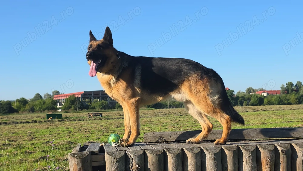 Vand ciobanesc german