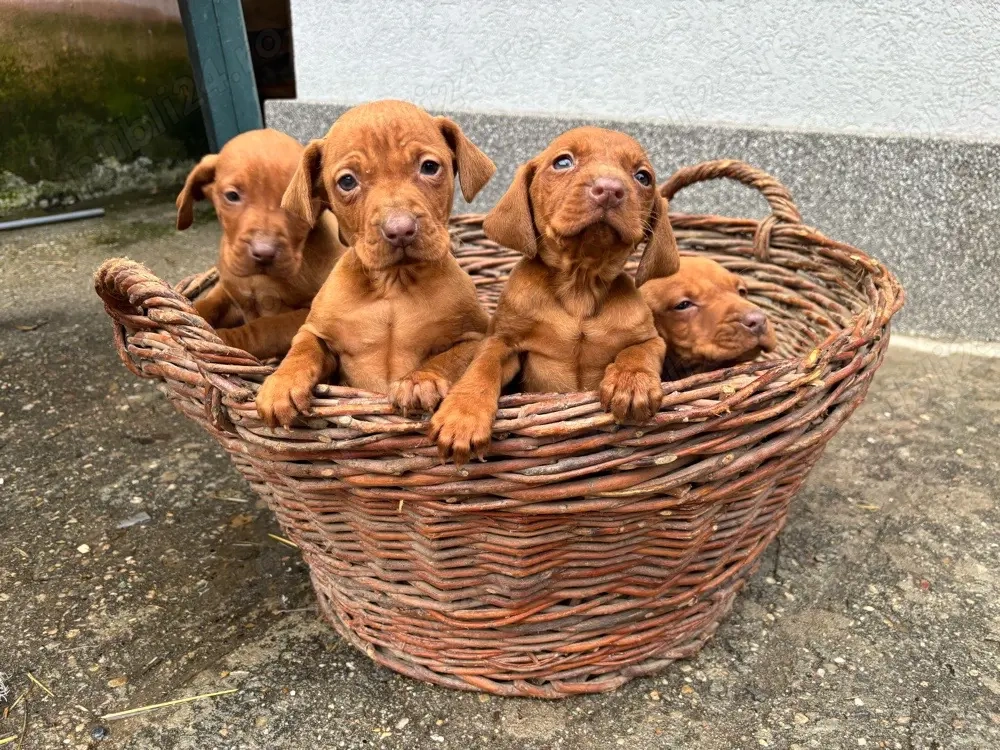 Catelusi Vizsla maghiara 