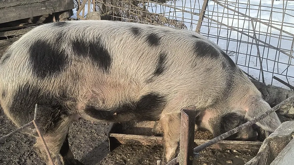 Vand porc pt sacrificat sau reproducție 