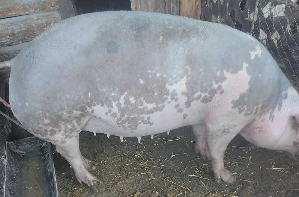 Disponibilă scroafă gestantă 