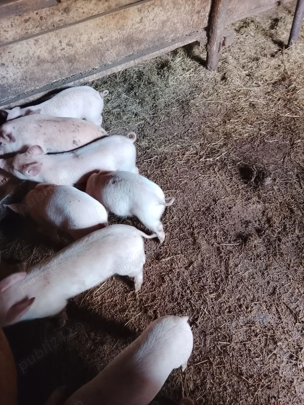 Vând purceluși de 6 saptamani 