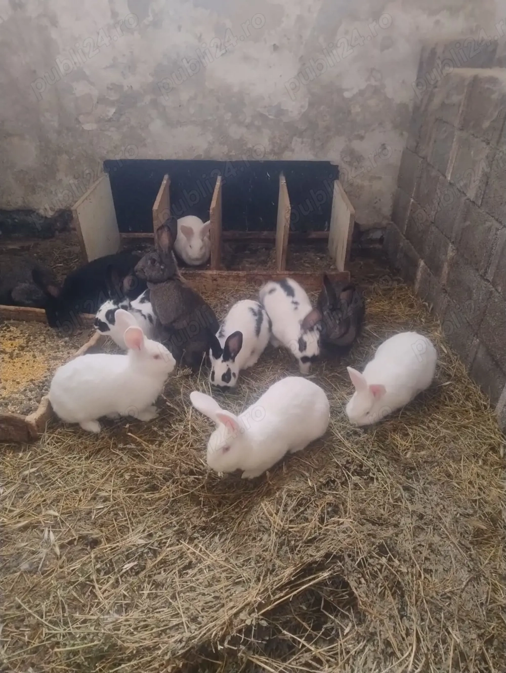 Iepuri reproductie sacrificare 