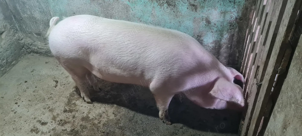 Porc pentru sacrificat 150 kg