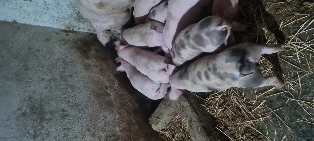 Purcei 25-30kg Landrace Petrain 