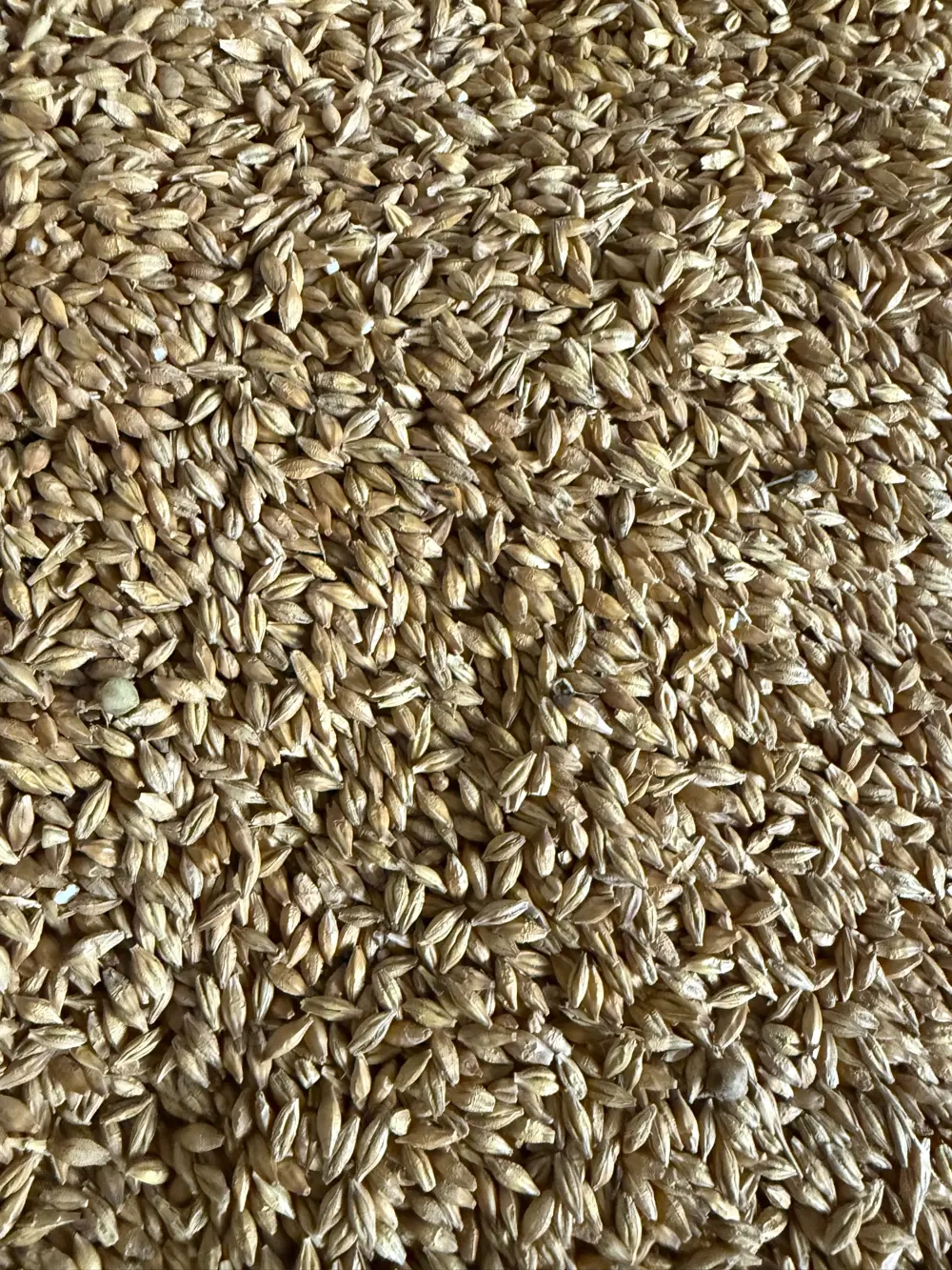 orzoaica primavara   cu 2 randuri C2 Recolta 2025