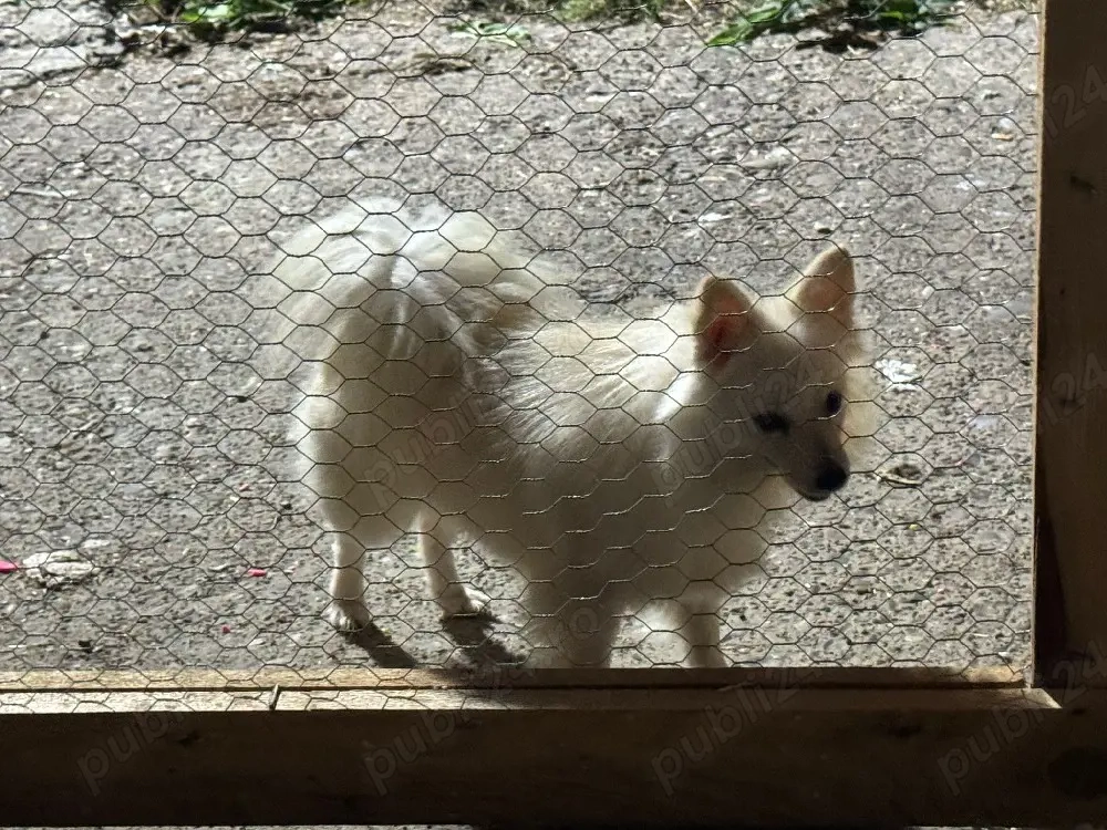 vând femele pomenirea spitz