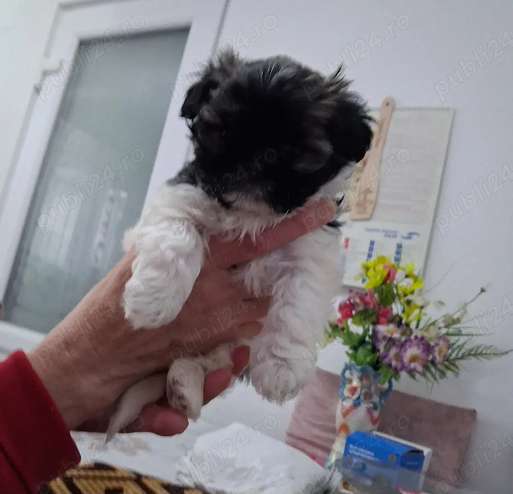 De vânzare cățelușa mini toy din rasa shih tzu 