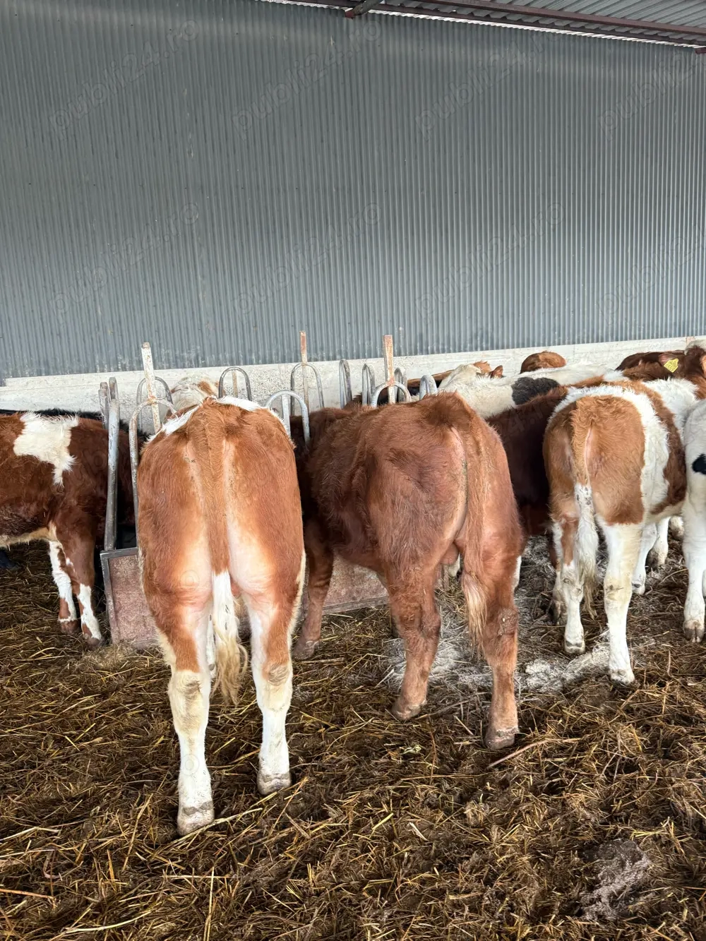 vand taurasi si vitele baltata romanesca 