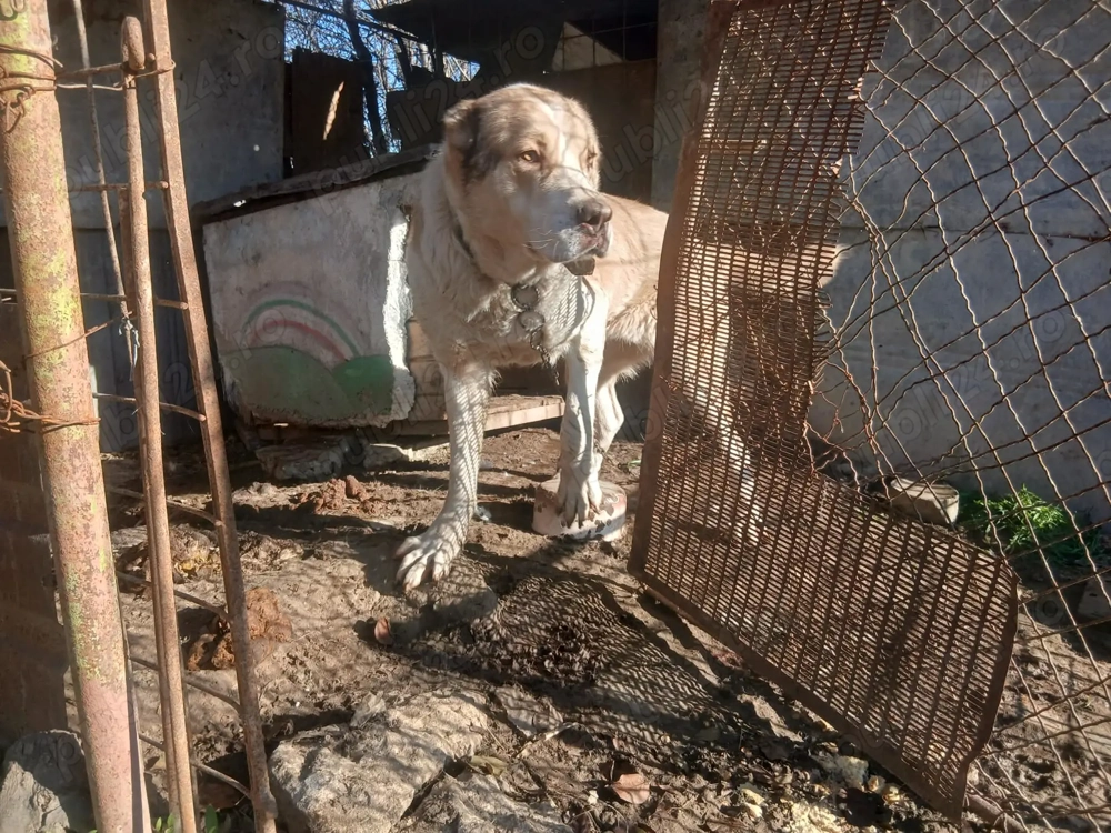 Femela ciobanesc asia centrala  1000 lei