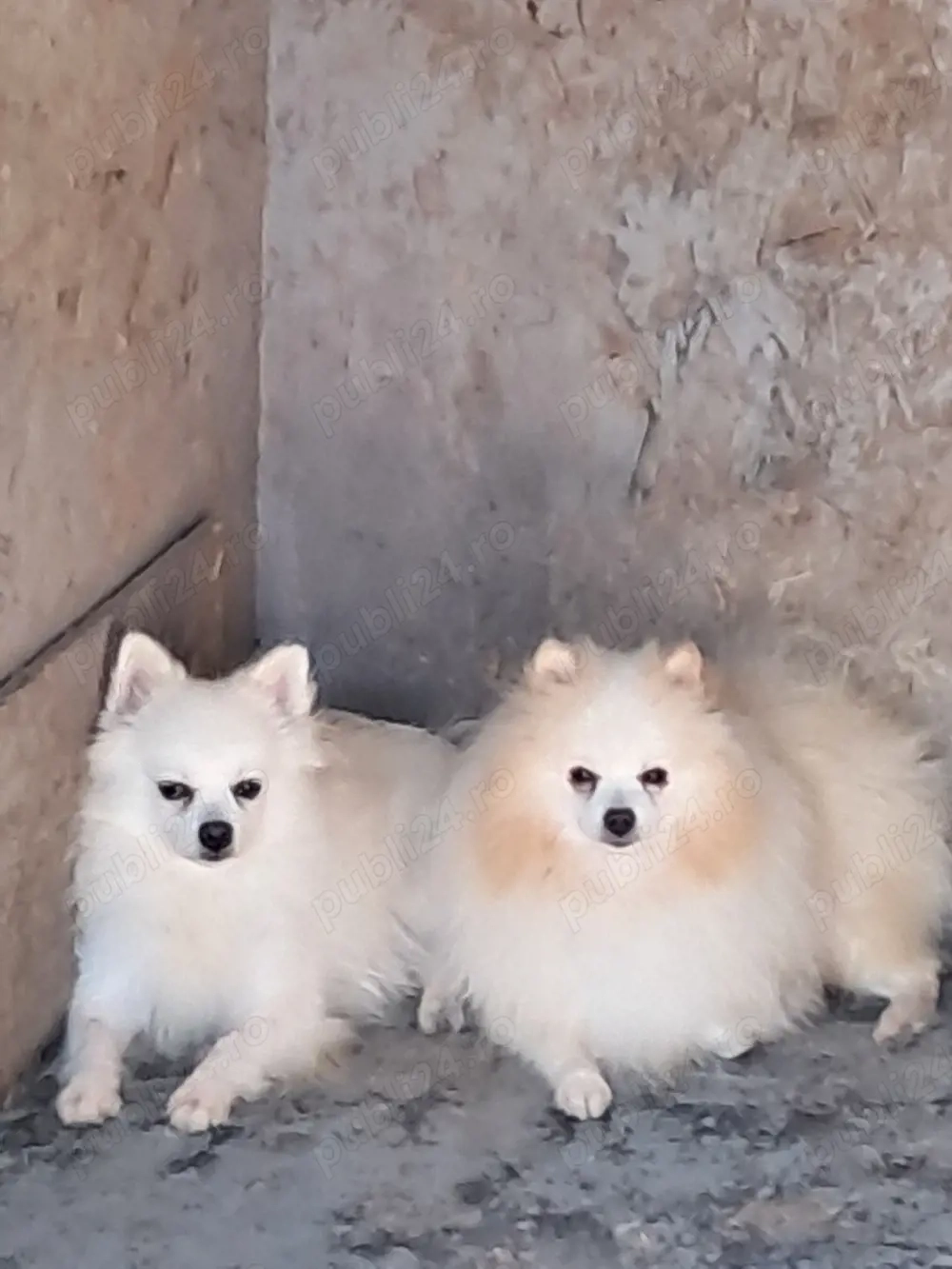 pomeranian spitz pitic 