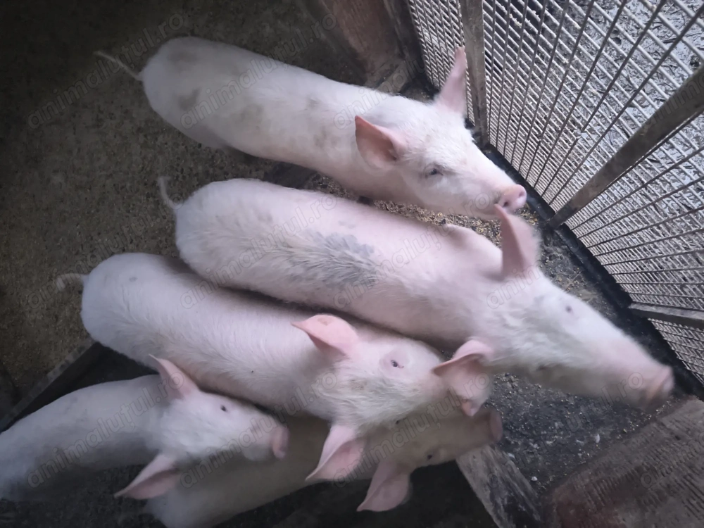 Se vinde purcei de 3 luni 