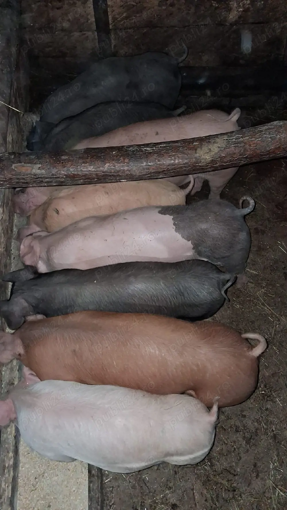 vând purcei de carne