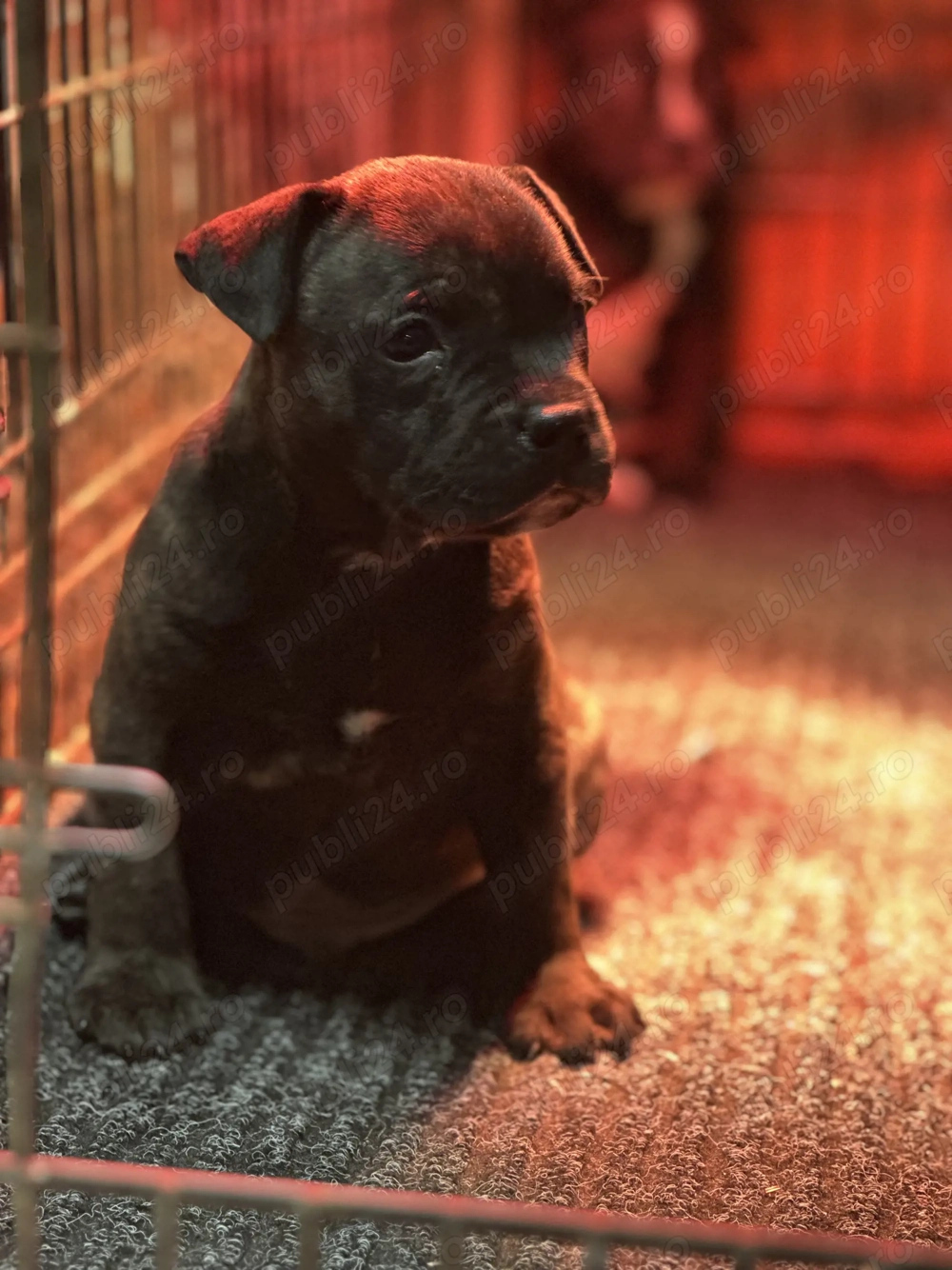 Staffordshire Bull Terrier femelă 