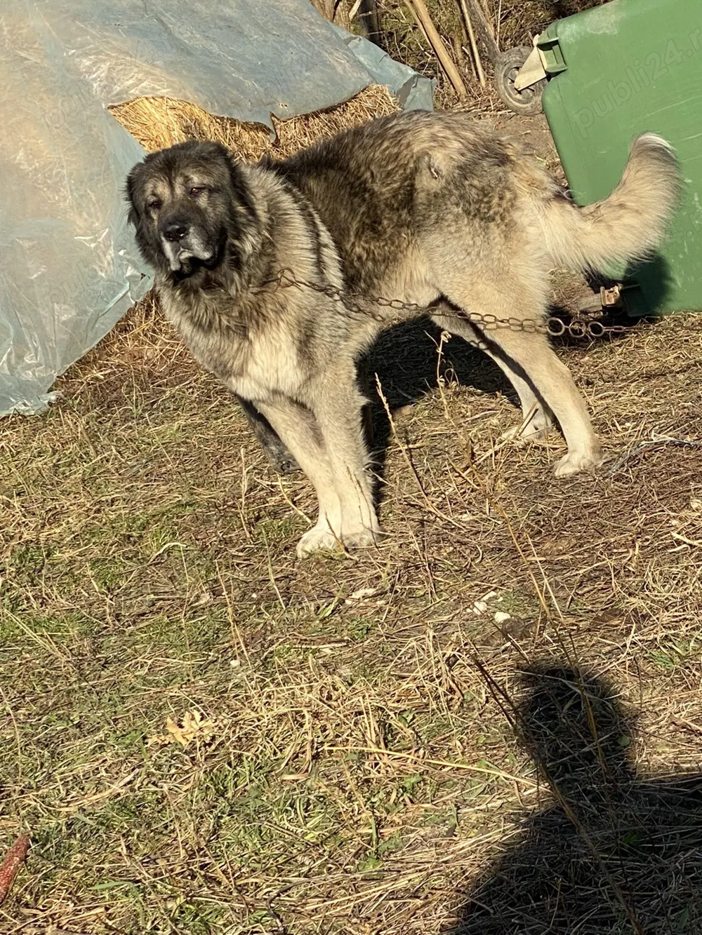 Vând câine ciobănesc caucazian 