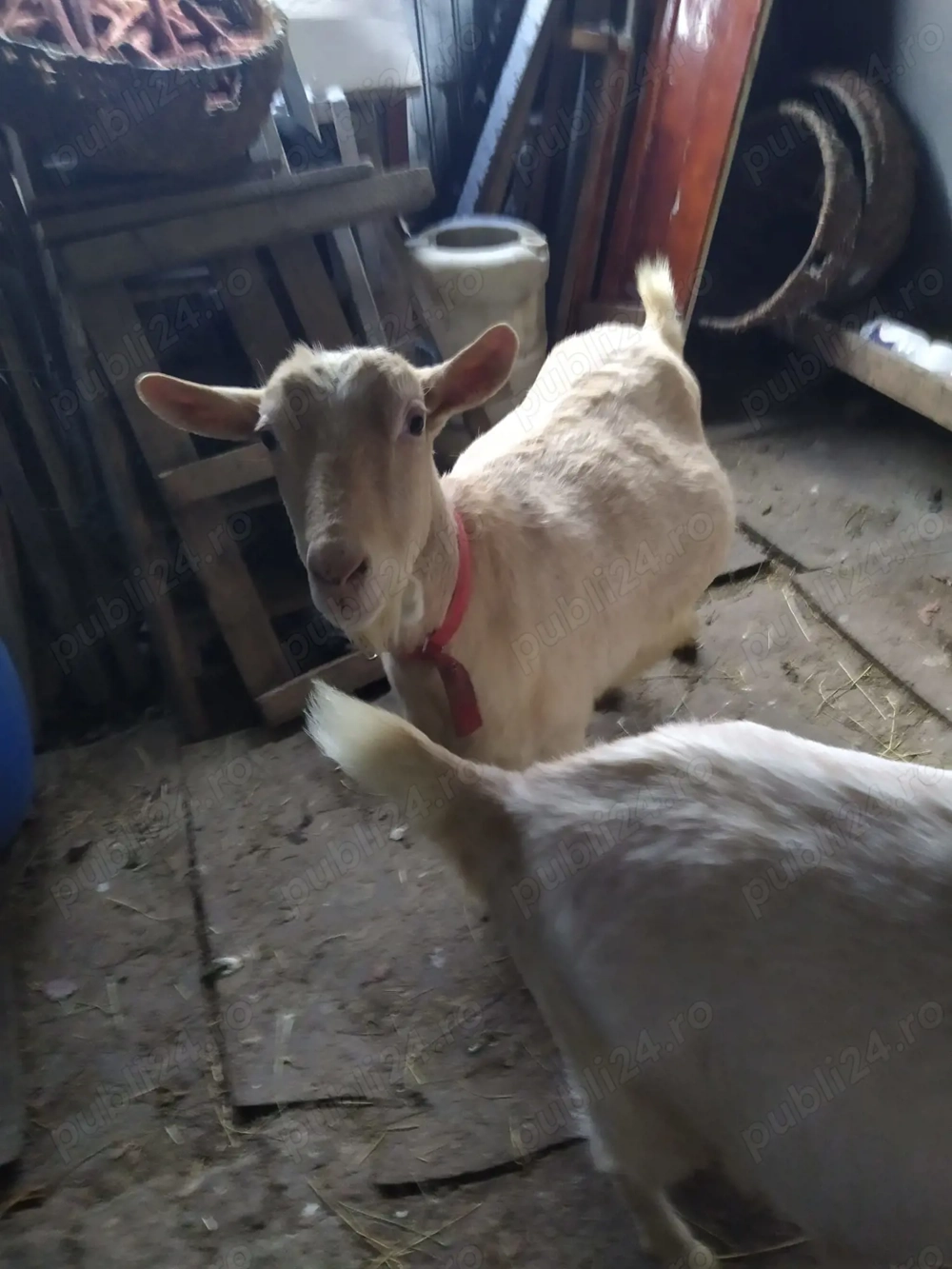 Vând capre rasa sannen