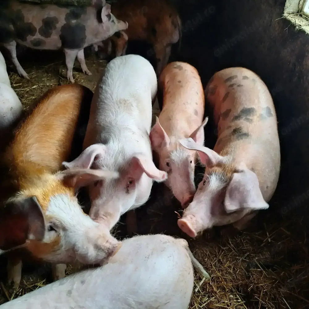 Vând 4 purcei grasuni