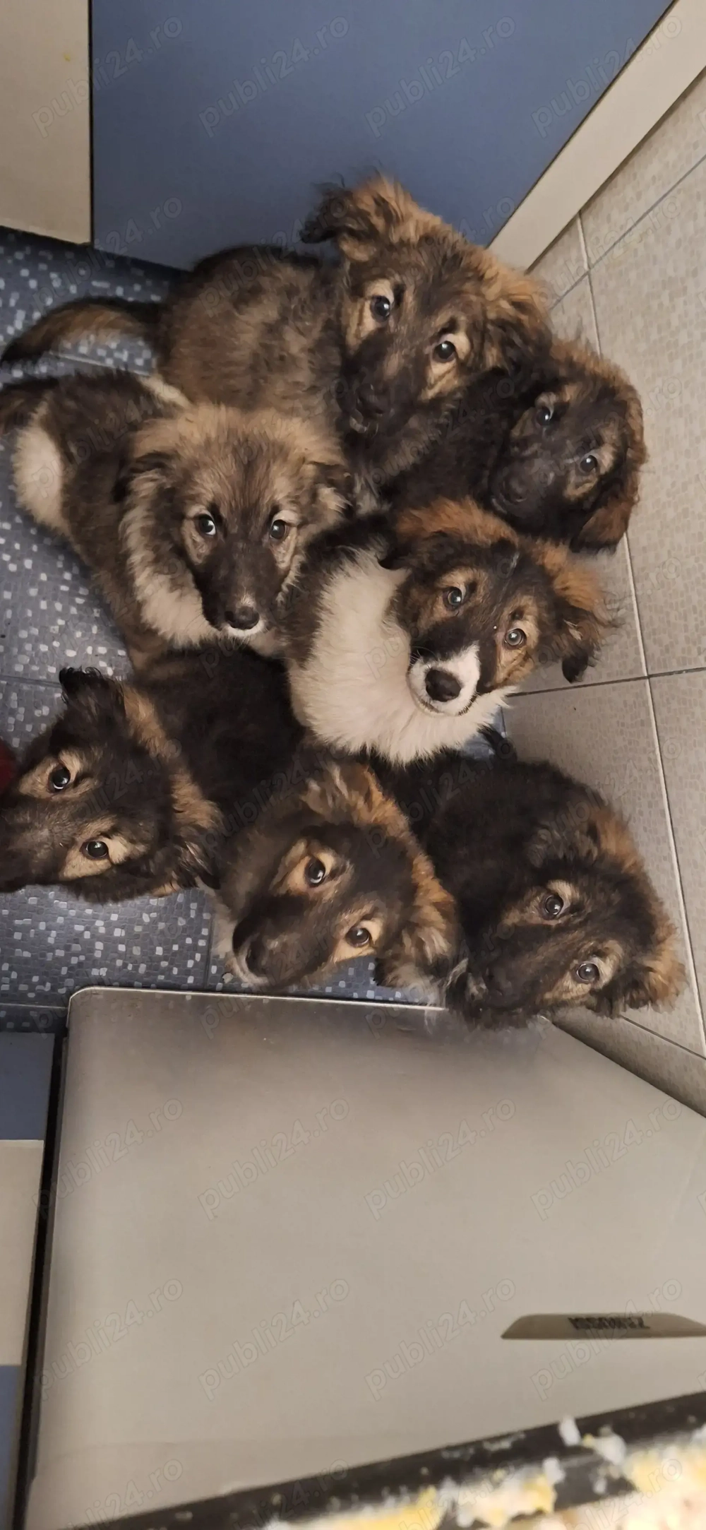 Catelusi pentru adoptie