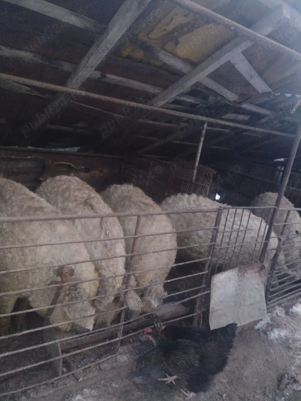 vand porci mangalita 