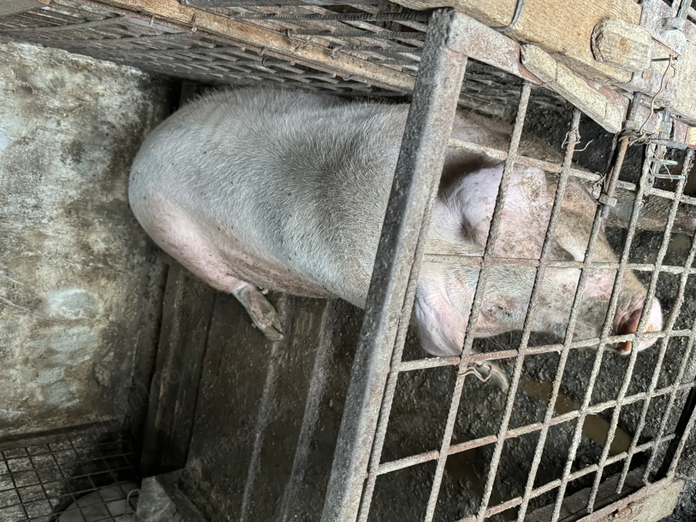 Vand porc crescut natural