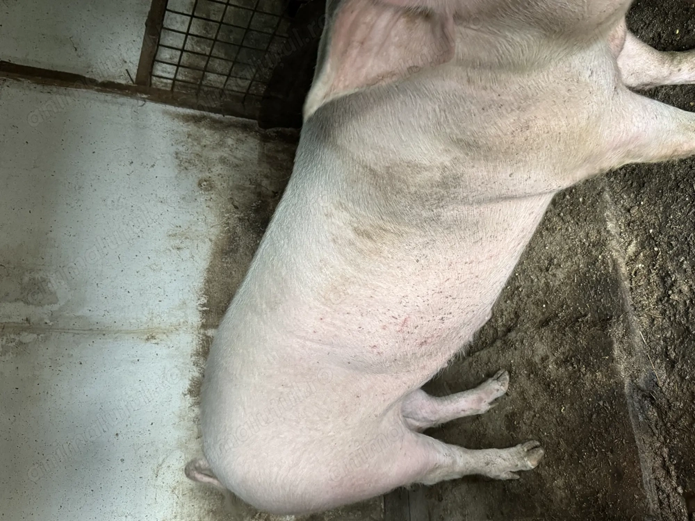 Vand porc crecut de tara