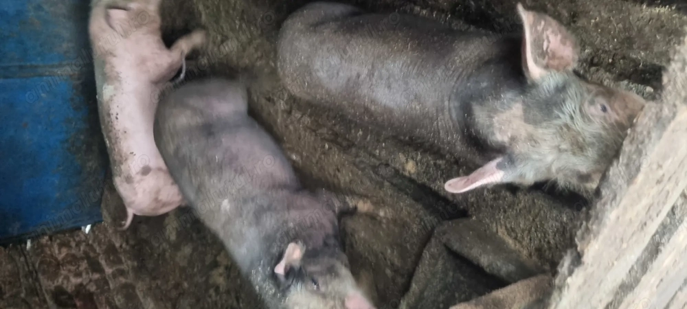 Vand porci rasa Batman