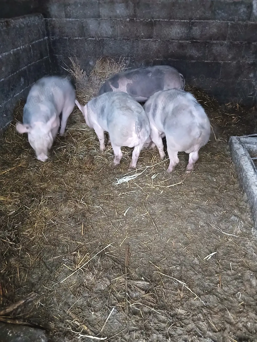 vierut rasa pietrain belgian