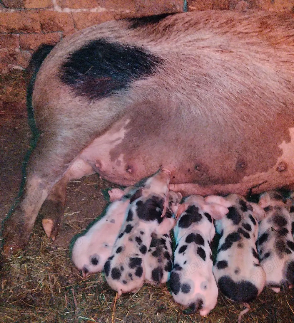 Vând scroafă cu purcei 