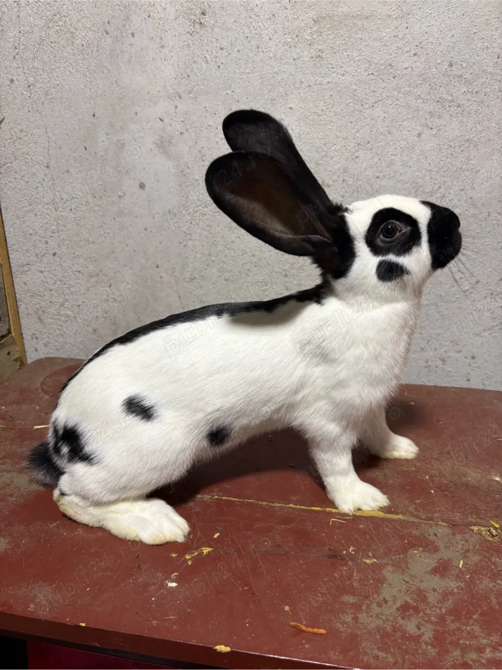 Iepuri Fluture German