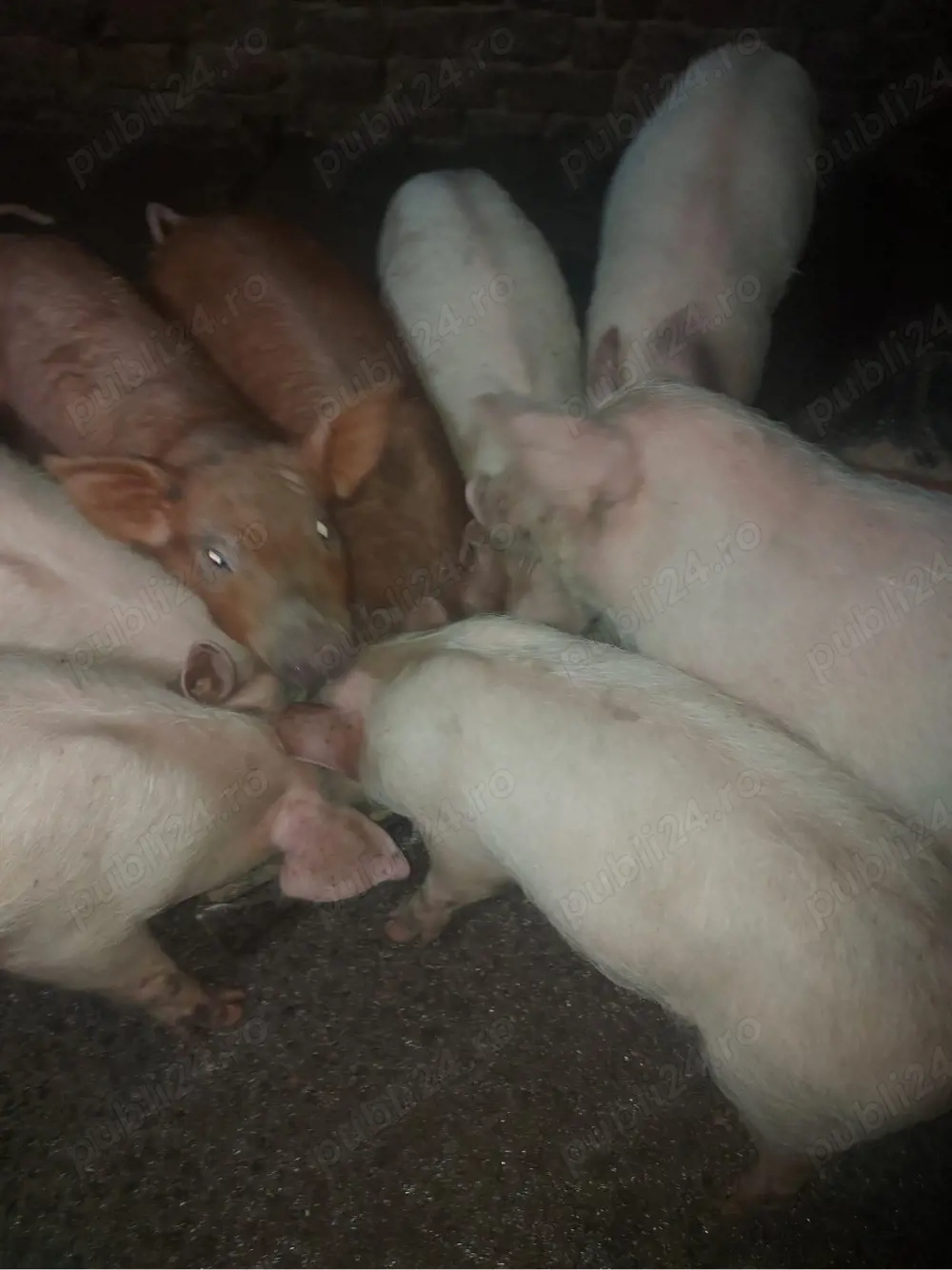 vând purcei 8 saptamani 