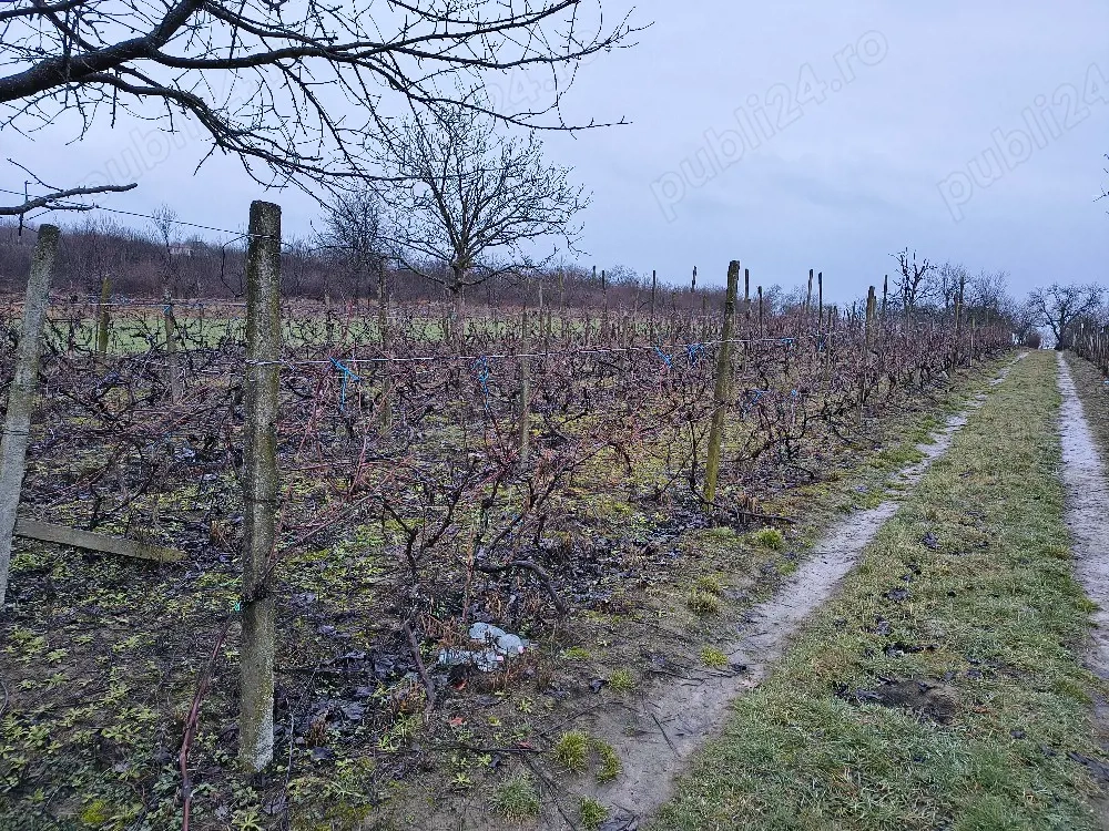 Vie la deal și livadă cu cabană 