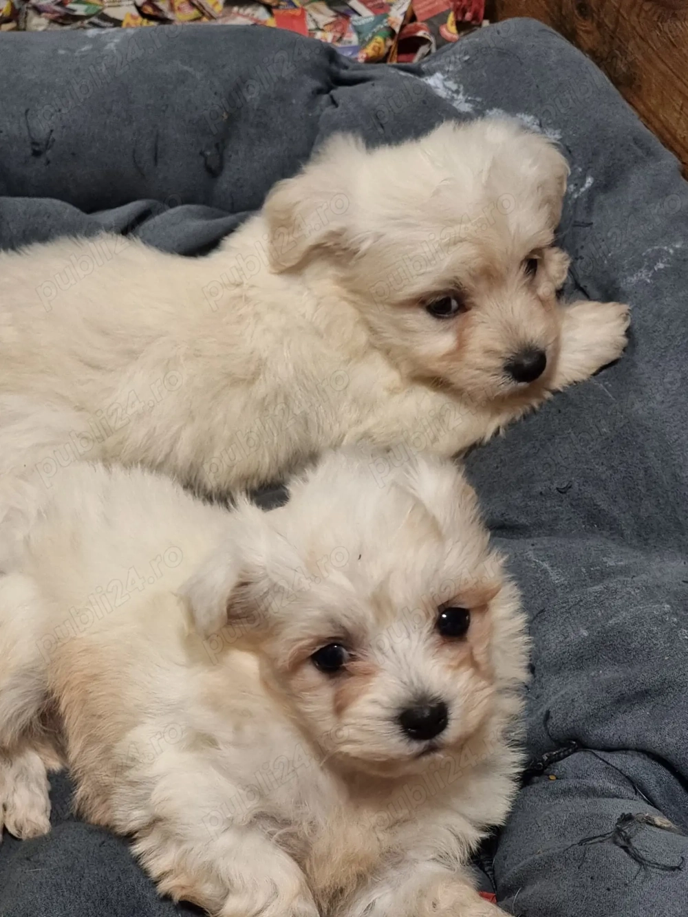 Vând bichoni maltez 6 saptamani 