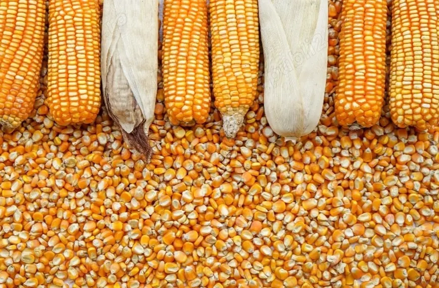 vand porumb proaspat treierat