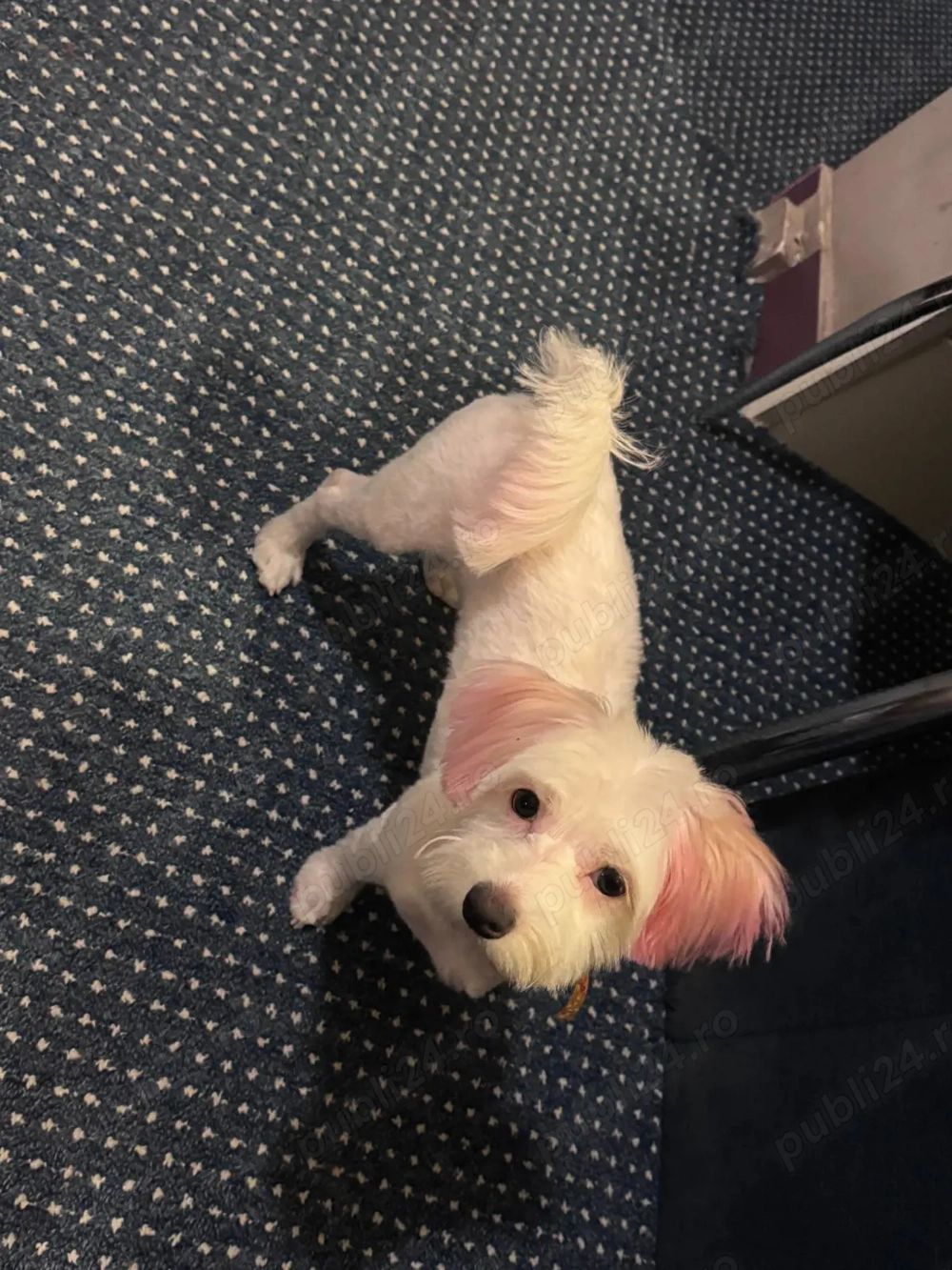 Vand bichon maltez femela de 10 luni