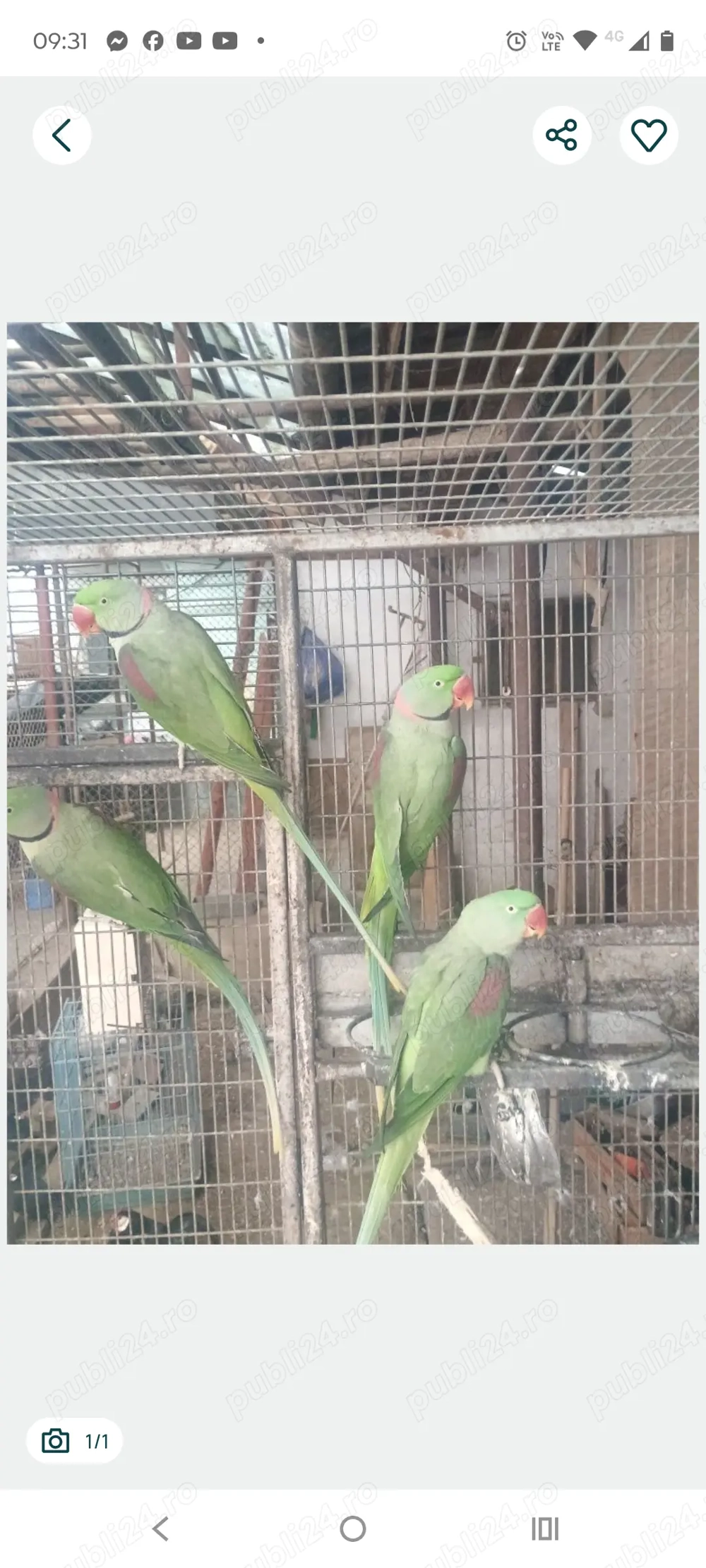 Vând s-au schimb Marele Alexandru (Alexander)