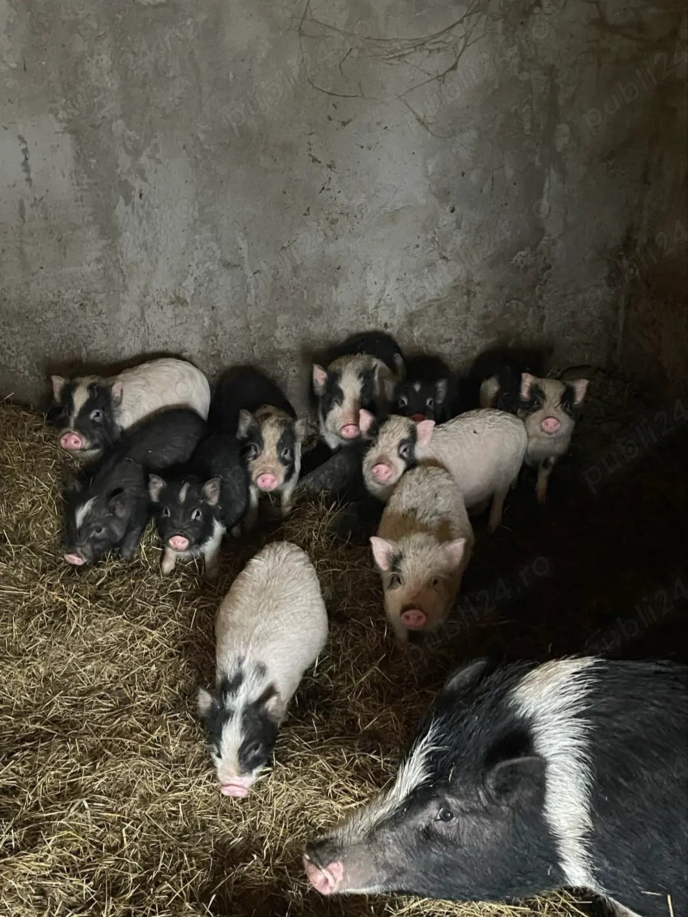 vand purcei vietnamezi