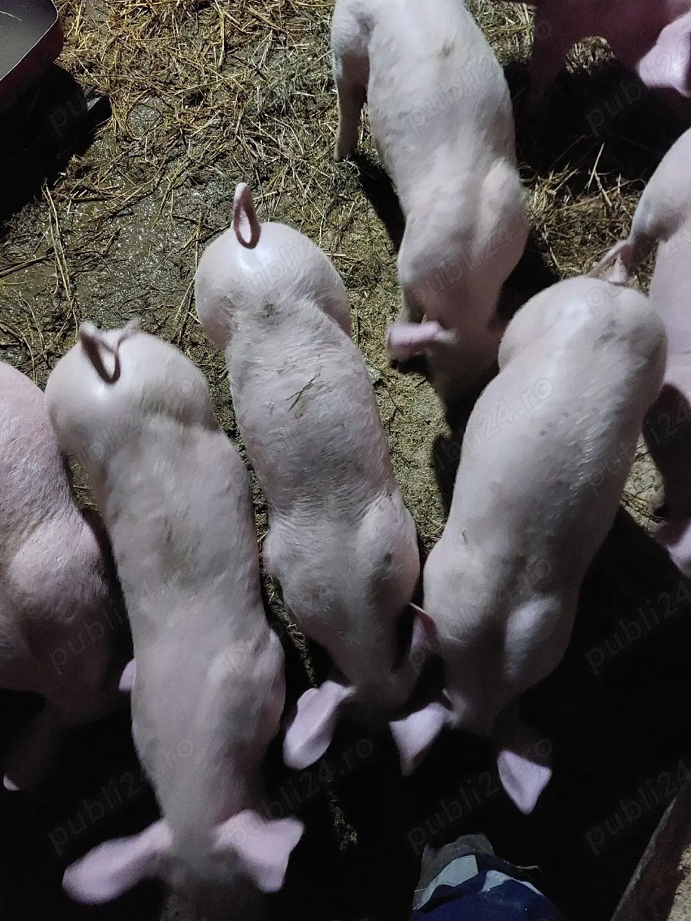 Vand purcei metis landrace cu pietran