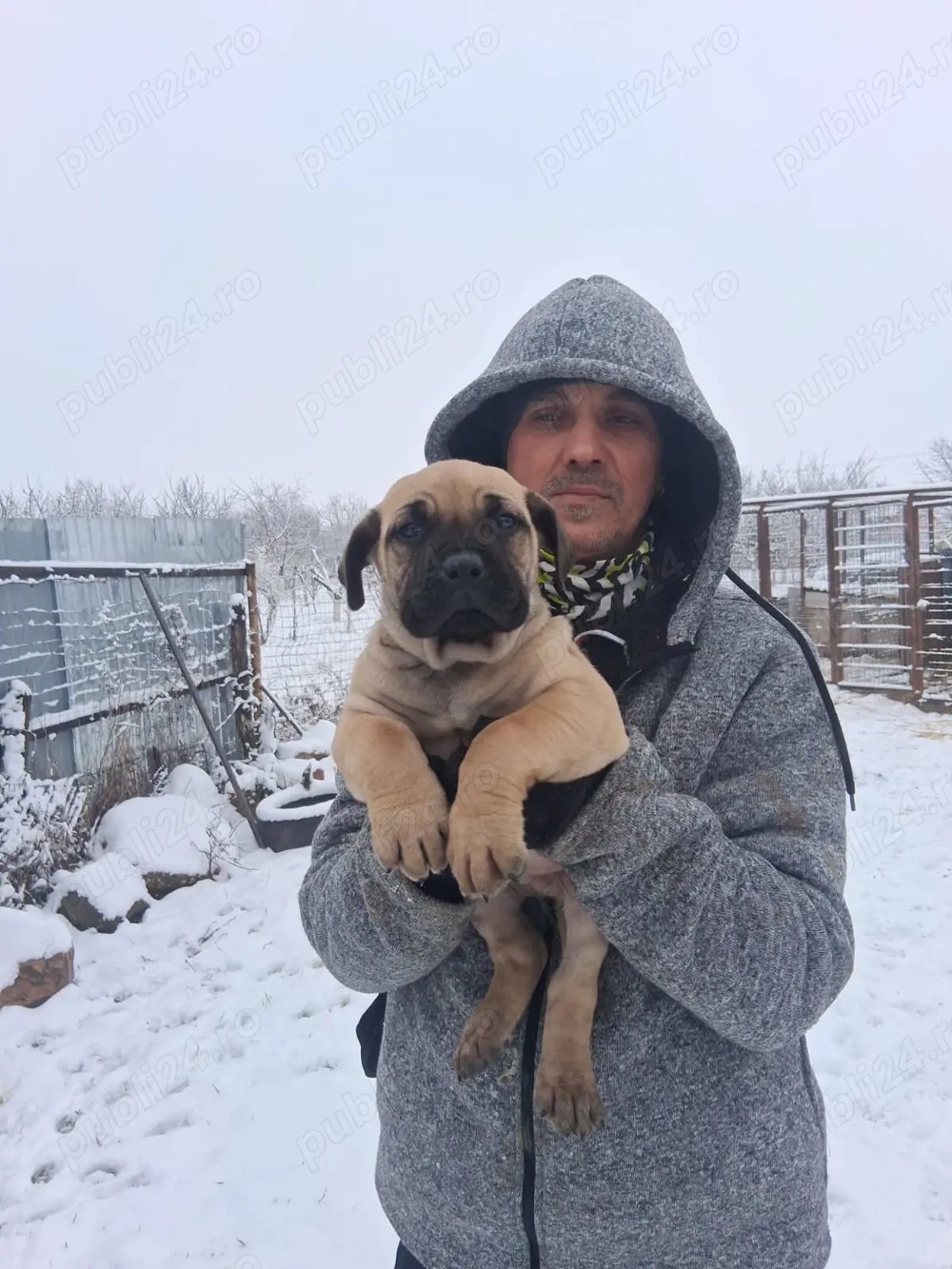 Mascul.    Presa.    Canario.  