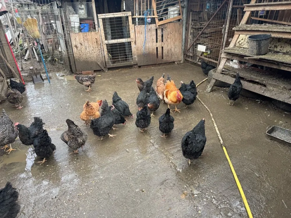 oua de consumat sau incubat de la gaini de tara!