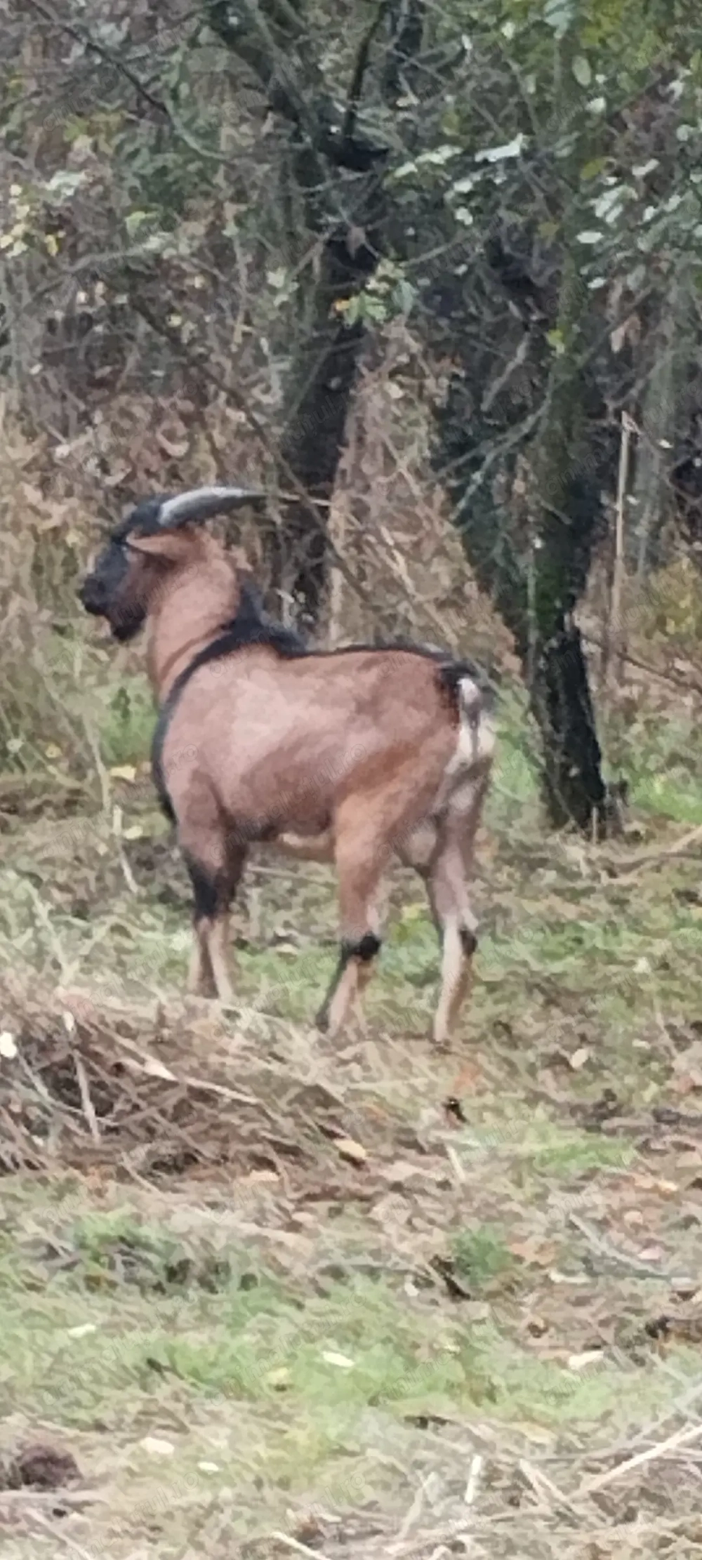 Țap pentru reproducere 