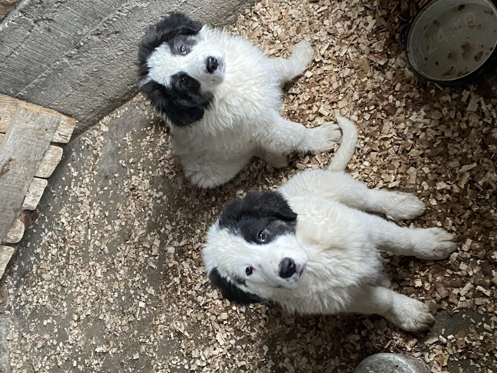 Căței ciobănesc de Bucovina 